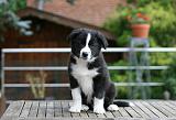 BORDER COLLIE 1226